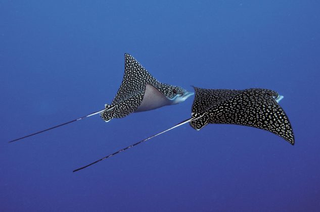 A pair of Eagle Rays